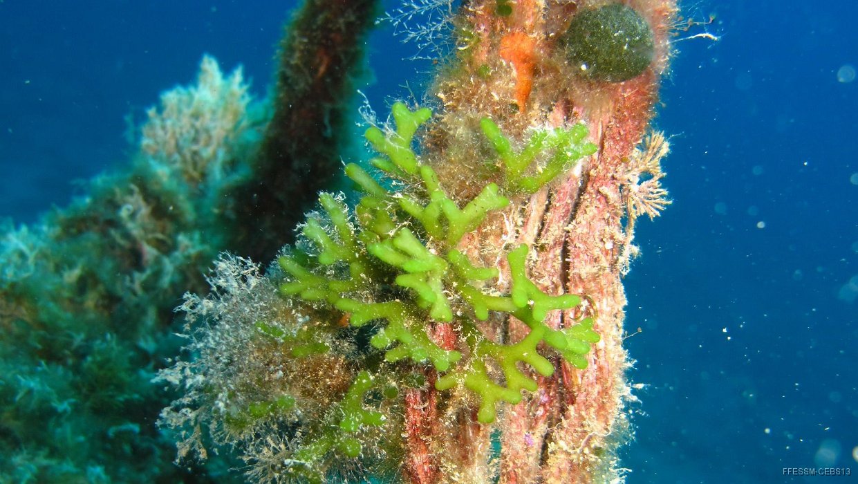 034 Codium vermiforme (Codium vermilara).jpg - Codium vermiforme (Codium vermilara)